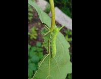 Green caterpillar with horn crawl on stem