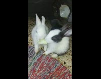Collab DailyDoseOfInternet - Two bunny eat and pull single leaf