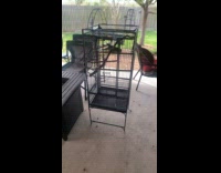 Guy approach noisy pet bird inside cage