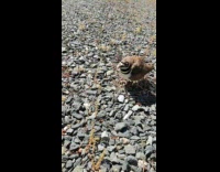 Bird makes high pitched noise 