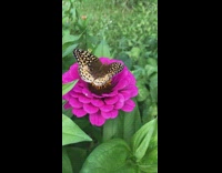 Brown butterfly eat pollen on purple flower
