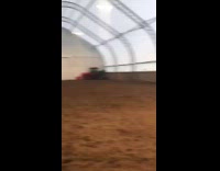 Ducks chase after horse after it tries to jump on them 