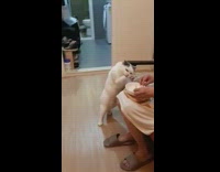 Black white cat grabs food with paw 