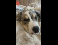 Grey brown white dog falls asleep eyebrows 