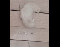 White cat climbs on top of slightly open closet drawer