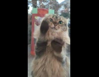 Cat knocks and scratches sliding window door 