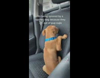 Collab BitchIG2 - Brown dog sitting up on seat of car