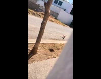 Dog startled to see hiding woman behind wall 