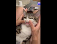 Woman stretches and shows teeth of cat