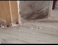 Black ants move their eggs time lapse