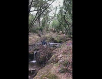 Person falling face first into creek after bike caught on rock