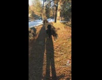 Lady hides from dog behind tree 