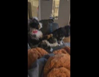 Whining dog wants to kick dog off couch