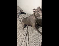Dog having zoomies circling on bed 