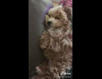Brown dog chews on blue toy ball 
