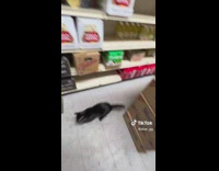 Black cat chasing guy through convenience store 