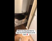 Dog raise foster kittens as her own