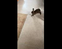 Collab Pets For All - Rabbit Hops on Carpet then Jumps High