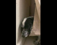 Dog found hiding behind curtain eating wall