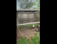 Couple trying to rescue chicken coop on fire 