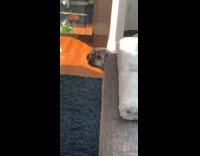 Collab BitchMP - Dog scold other pulls down coat rack