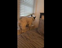 Dog tries to get spot on window