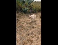Cats Walks Behind Man on Hike Trail