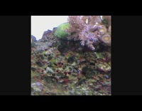 Hermit Crab Shell with a coral on the back