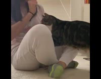 Two cats trained to sit on command 