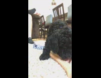 Small black dog runs to hit camera next to his owner 