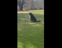 Woman talk to dog sit on grass