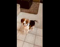 Beagle dog purple collar stands begs girl 