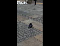 Collab WINY - Pigeons locking beaks on the street 