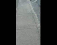 Tiki orange white cat greets girl truck 