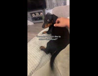 Dog barks wants scratches