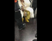 Guy wearing long white fur coat on subway 