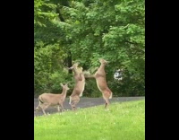 Two brown deer stand hind legs fight 