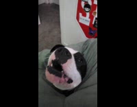 Dog poke head through crossed leg hole