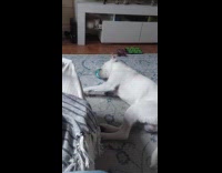 Dog playing with ball while laying down 