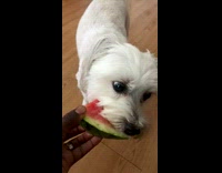 Pet dog eats some watermelon and spits out a seed
