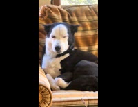 Dog wags tail pretty girl