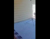 Collab BitchMP - Man shoots jumping spider with toy gun 