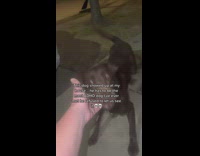 Woman asks energetic dog for name 