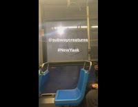 Public bus has penises drawn all over windows