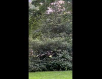 Collab WINY - Small Insects Fly Over Grass at Park