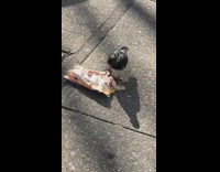 Black white pigeon bird eats dropped bacon 