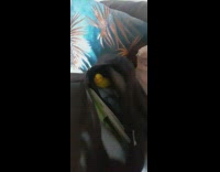 Small yellow bird inside the opened bag