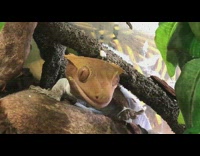 Brown gecko lizard licks eye with tongue 