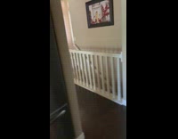 Grey puppy gets excited to get the mail 