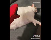 Collab KaleSaladIG - Woman tickles and shakes very fat cat on couch with red oven mitt, mariokart music